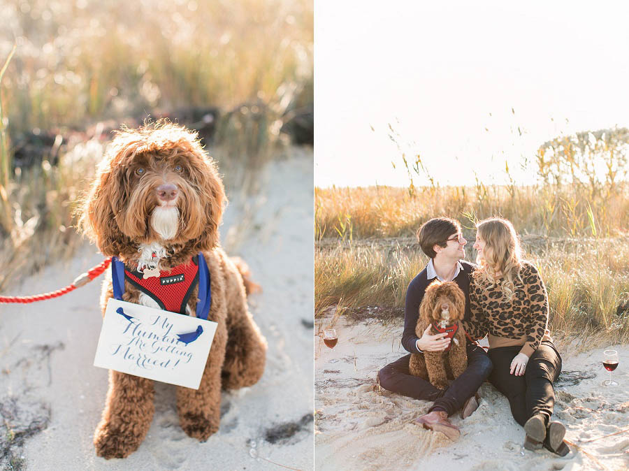 Beach engagement photo by Hamptons wedding photographer Amy Rizzuto Photography. Adorable engagement photo with dogs
