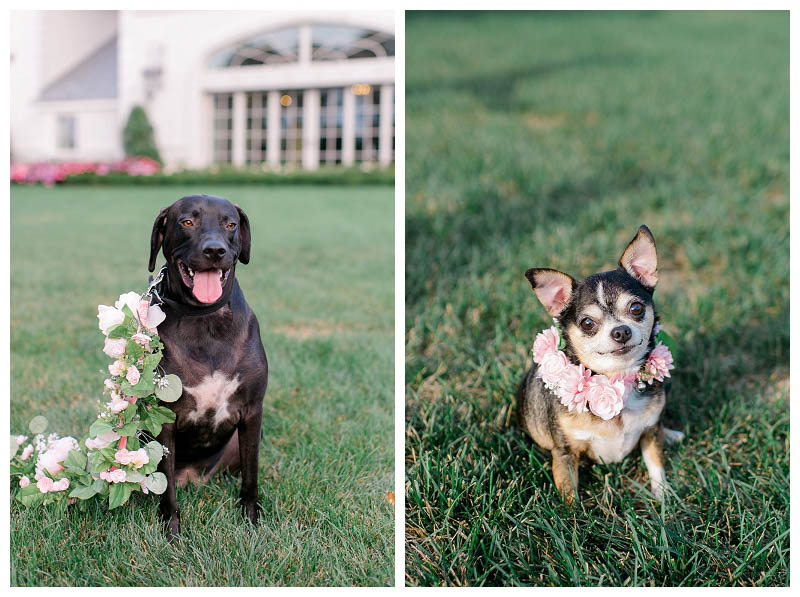 how to feature your dogs in your wedding